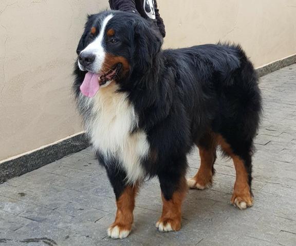 Lindos Filhotes De Bernese Mountain Dog - Foto 2