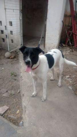 Doação de animal - Foto 3