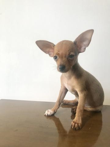 Filhote fêmea de Pinscher 0