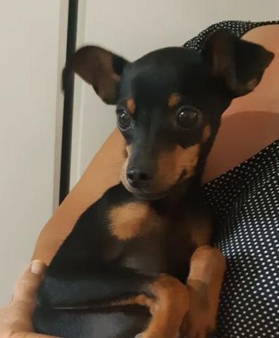 Pinscher Um Mocinho Com Seis Meses - Foto 4
