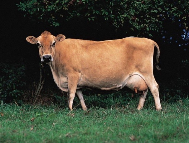 VACA leiteira/GADO leiteiro- Jersey- Especial - Foto 3