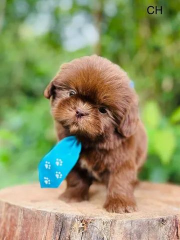 Shihtzu machos e femeas disponíveis  - Foto 2