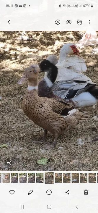 Filhotes de marreco POMPOM - Foto 2