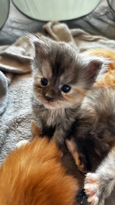 Filhotes Maine Coon - Foto 4