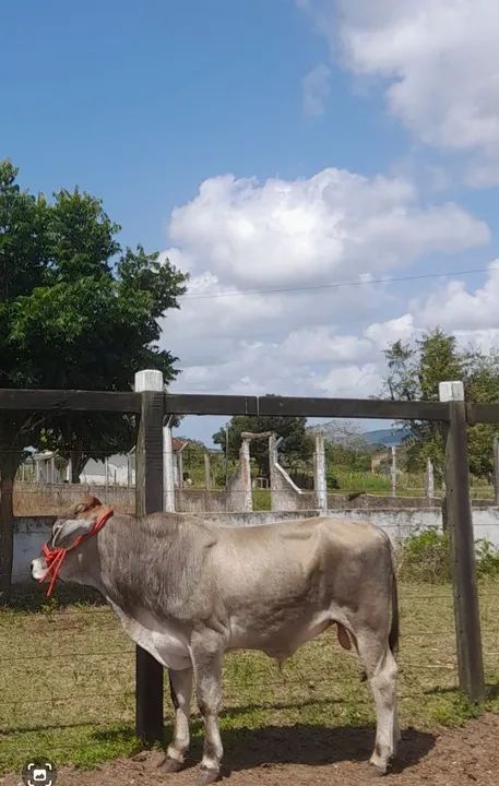 Vendo um mini nelore  - Foto 5