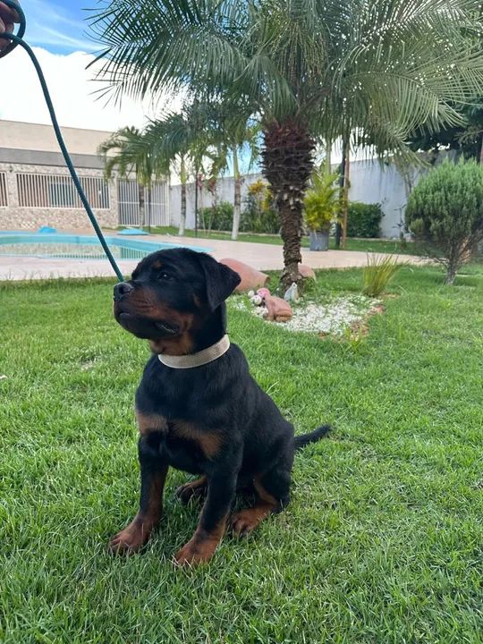 Filhote de Rottweiler - Foto 4