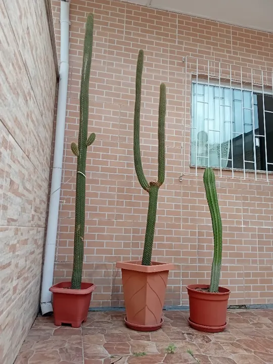 PROMOÇÃO!!! 3 Lindos e grandes Cactos.
