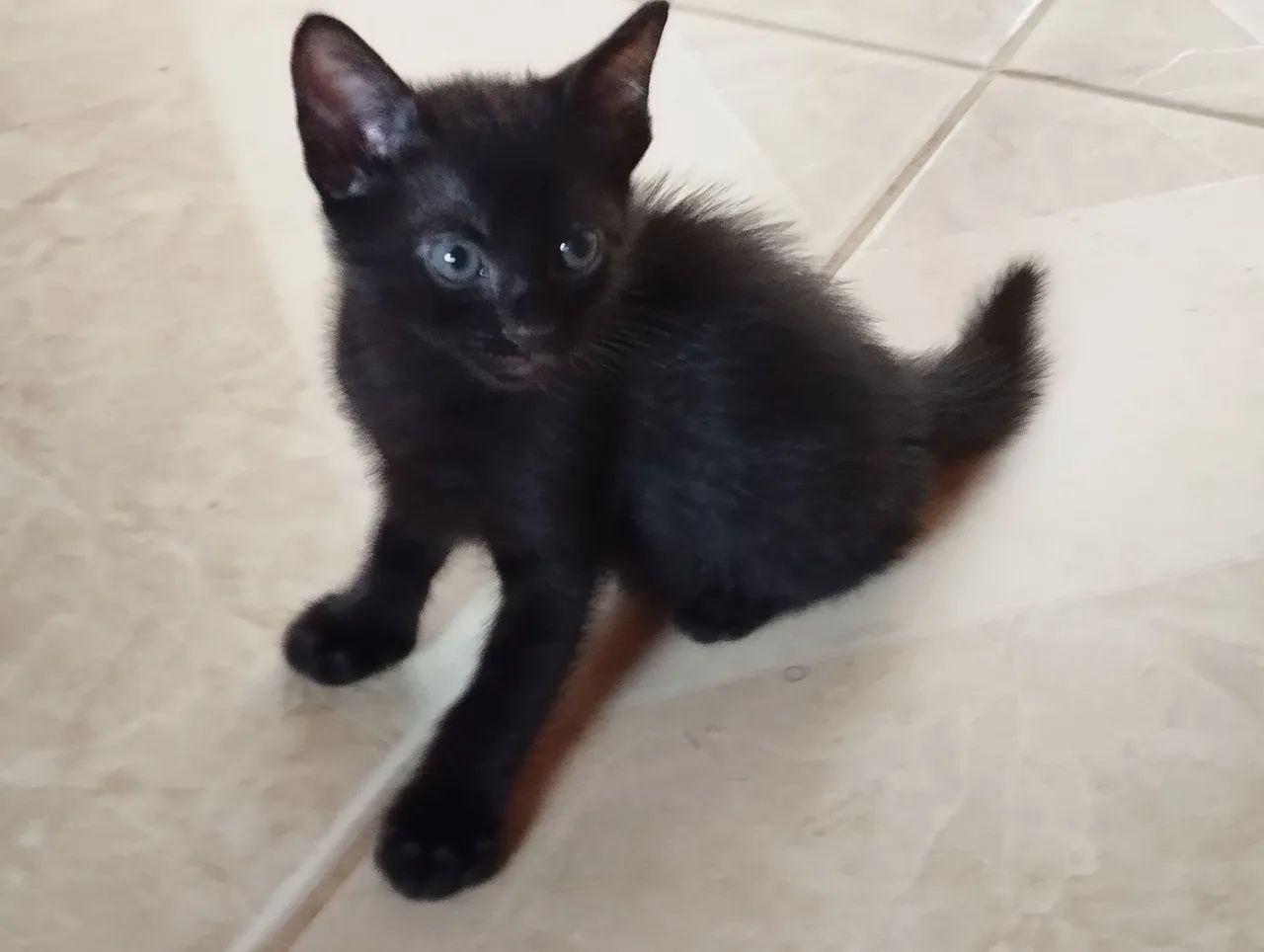 Gatinho preto lindo para adoção - Foto 2