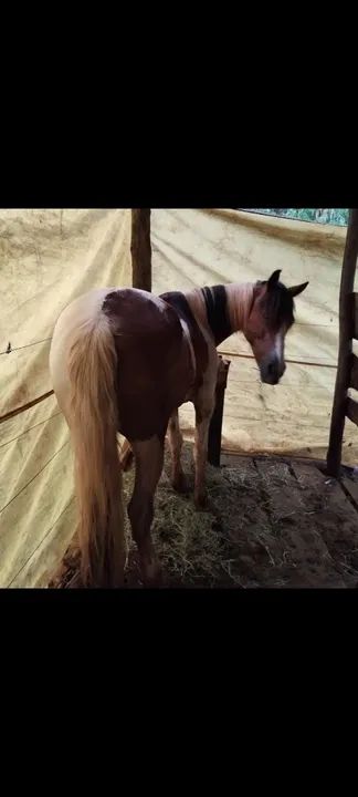 Petiça Pampa  - Foto 4