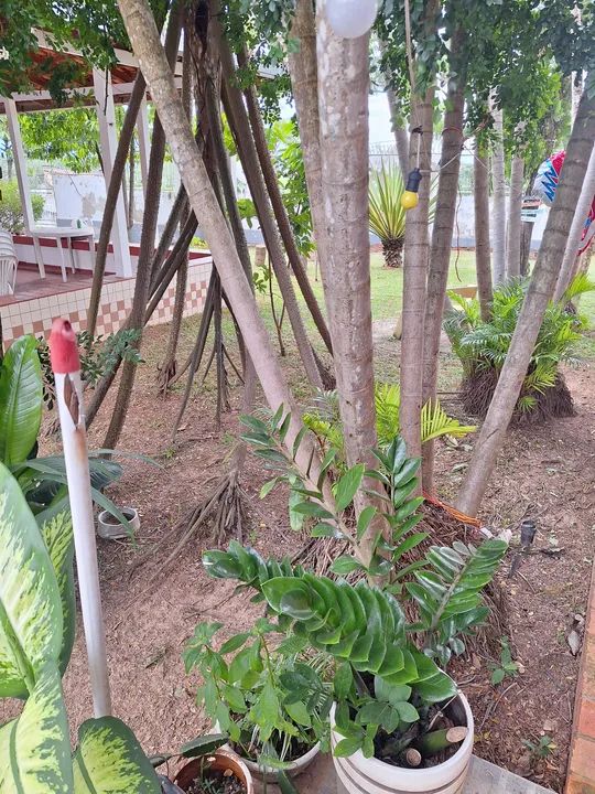 Serviço de jardinagem  - Foto 2