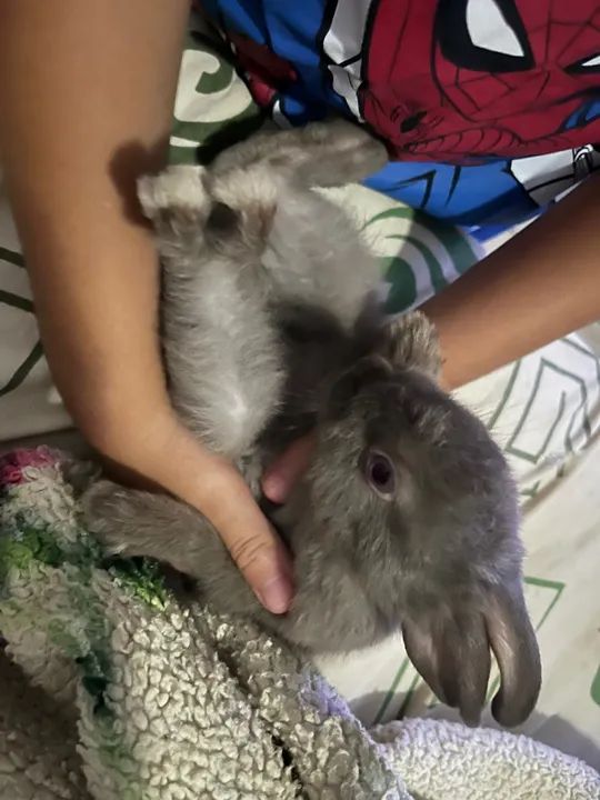 coelho mini netherland - Foto 3