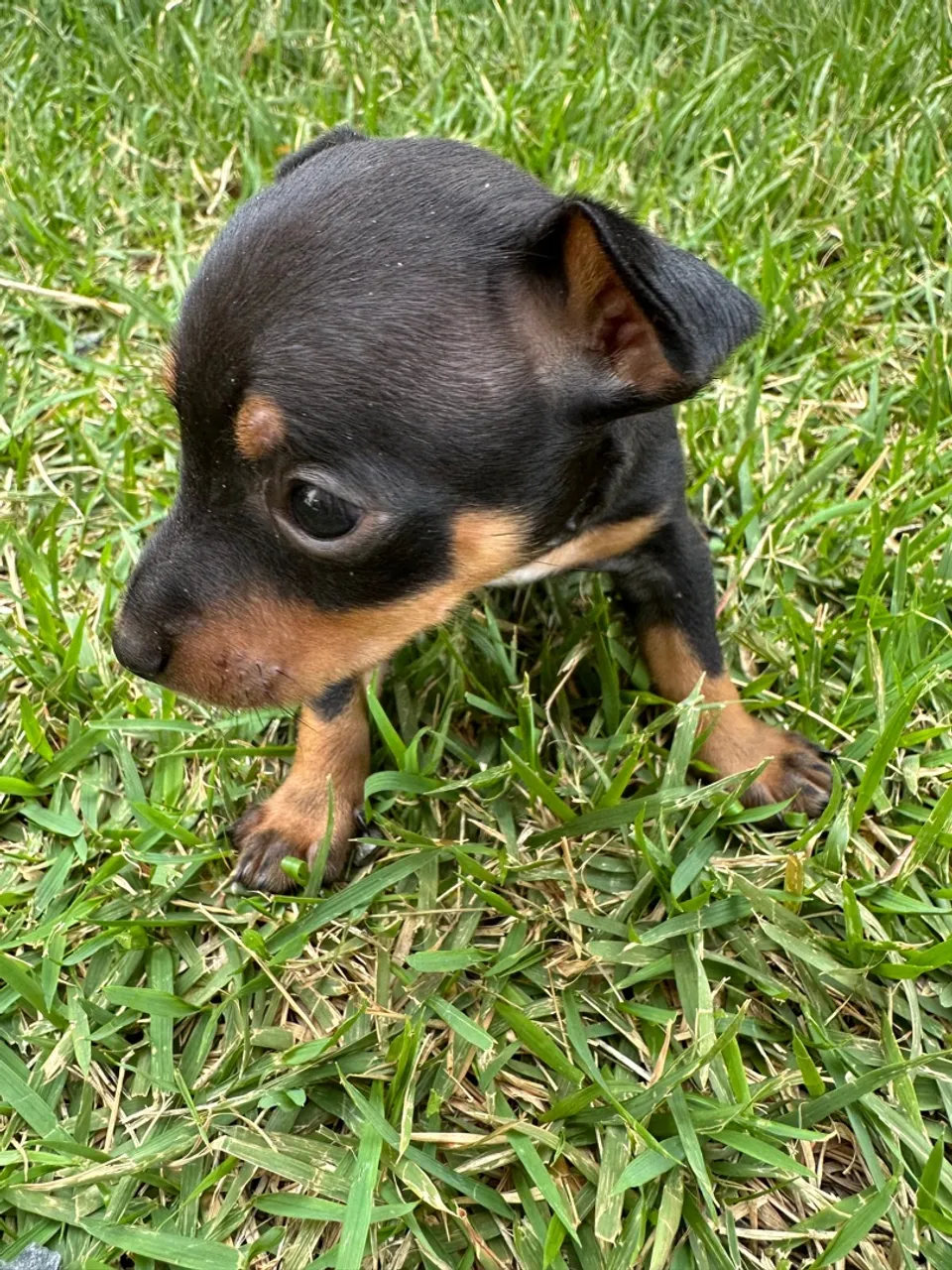 Filhote de Pinscher 0 disponível para adoção!