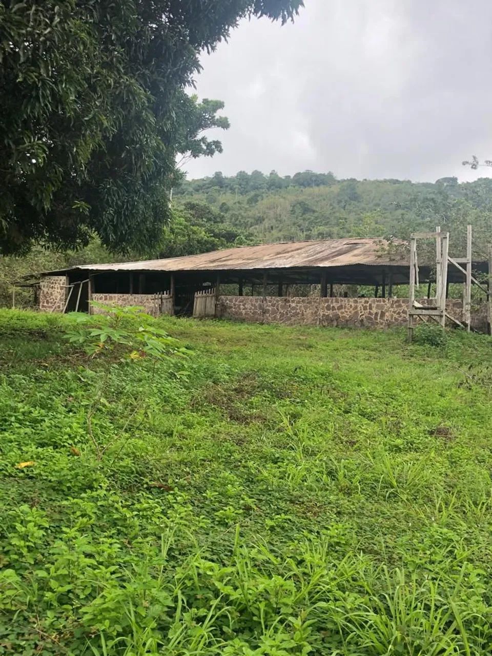 //Terreno com 270 hectares na BR 174 - Foto 5