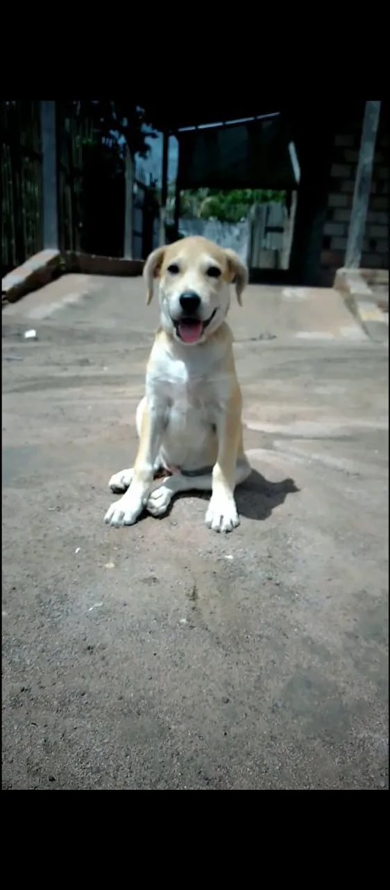 Filhote de cachorro