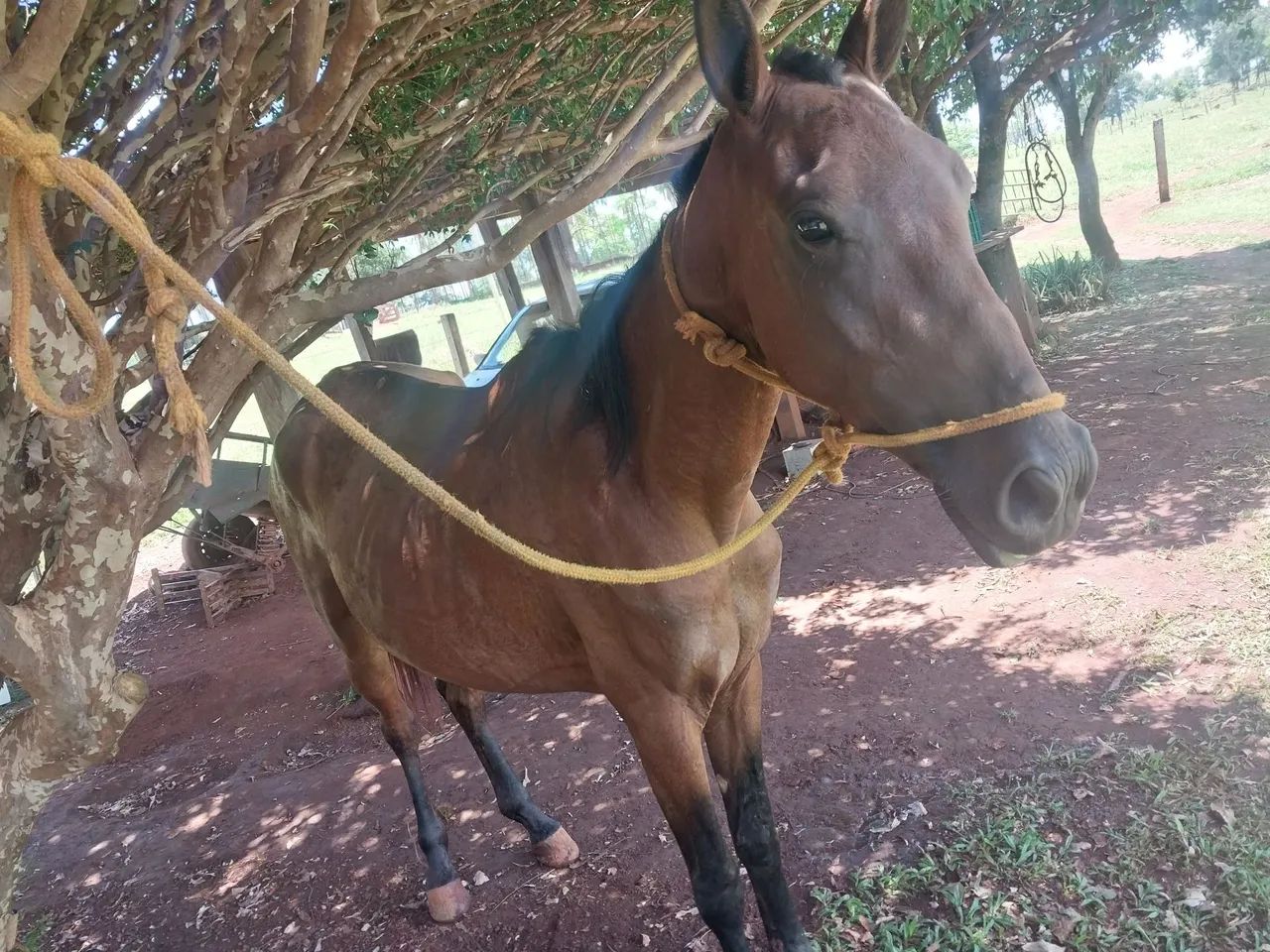 Podra 1400 no dinheiro pra vende rápido machadora