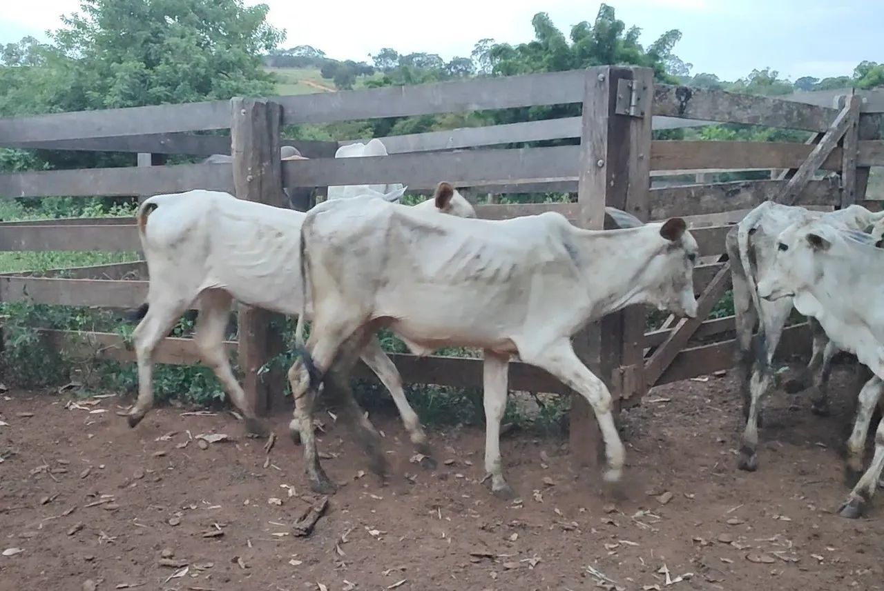 11 bezerras nelore (Anápolis) - Foto 4