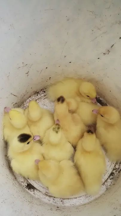 Filhotes de Patos Gigante Alemão  - Foto 4