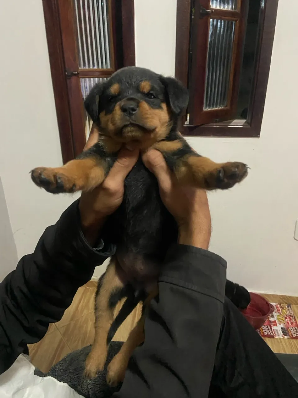 ROTWEILLER FEMEA 1 mes