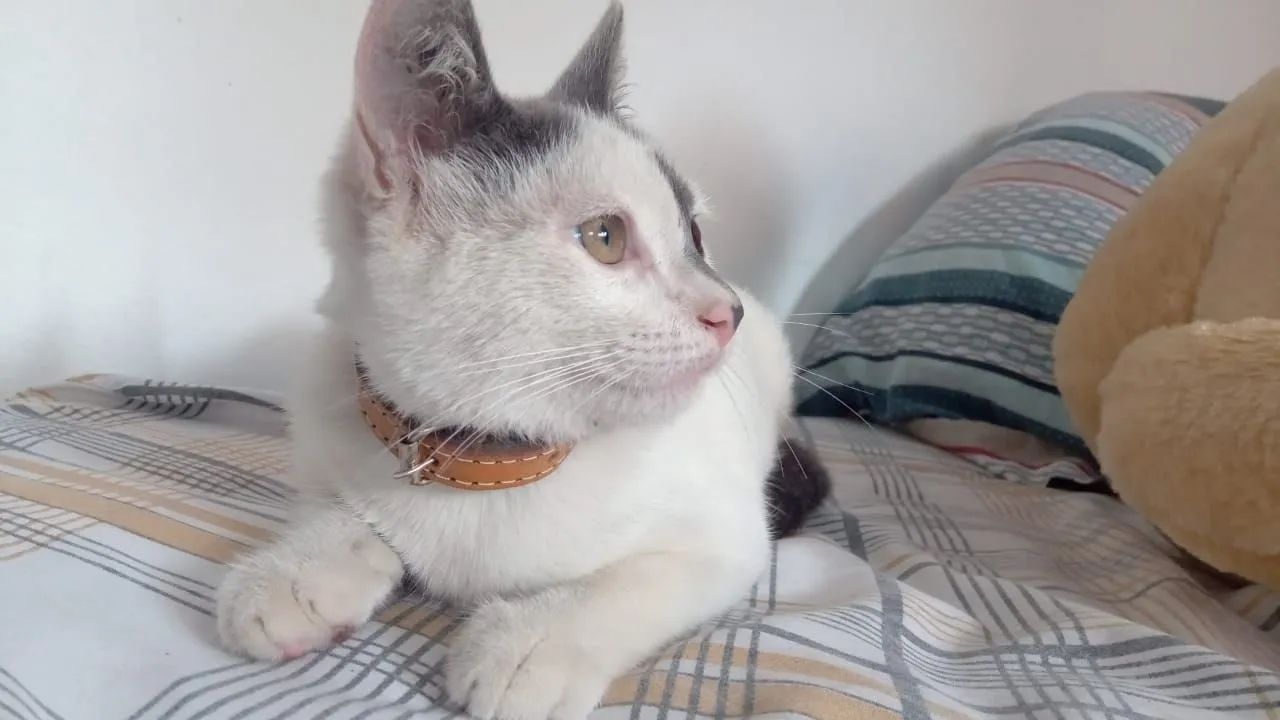 Gatinho branco e cinza para adoção - Foto 2