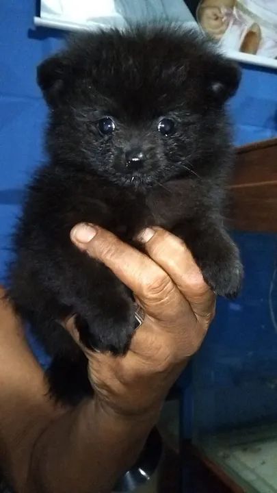 Filhote de Spitz Alemão - Foto 2