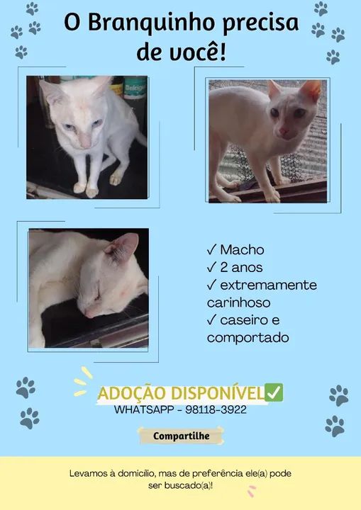 Lindos gatinhos para adoção  - Foto 5