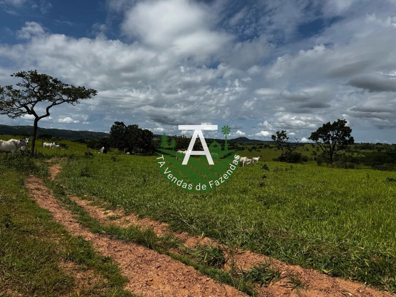 Fazenda de 64 alq em Ipameri-GO - Foto 4