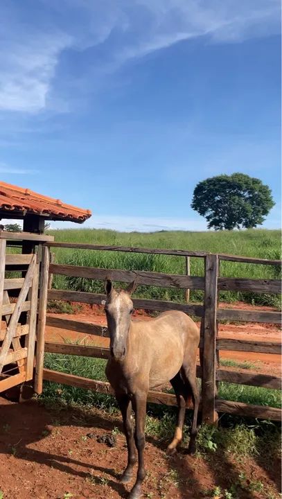 Potra Mangalarga Marchador Raça Pura