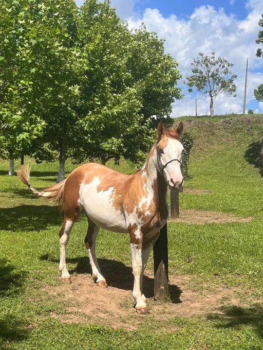 Potranca Oveira Gateada Salgo - NEVOA DO LOMBILHO - Foto 3