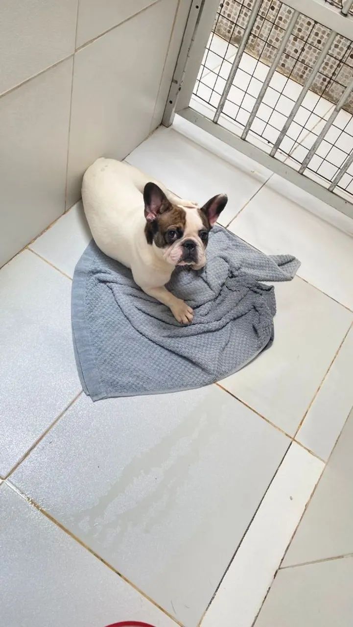 BULDOGUE FRANCÊS FÊMEAS! CBKC!  ACEITAMOS CARTÕES!  - Foto 2