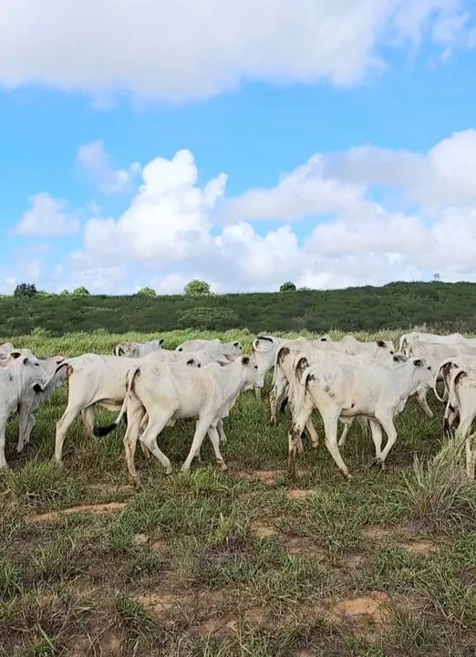 32 bezerras nelore.   280@ - Foto 4