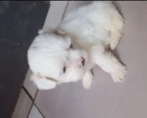 Shin tzu machinho  - Foto 2