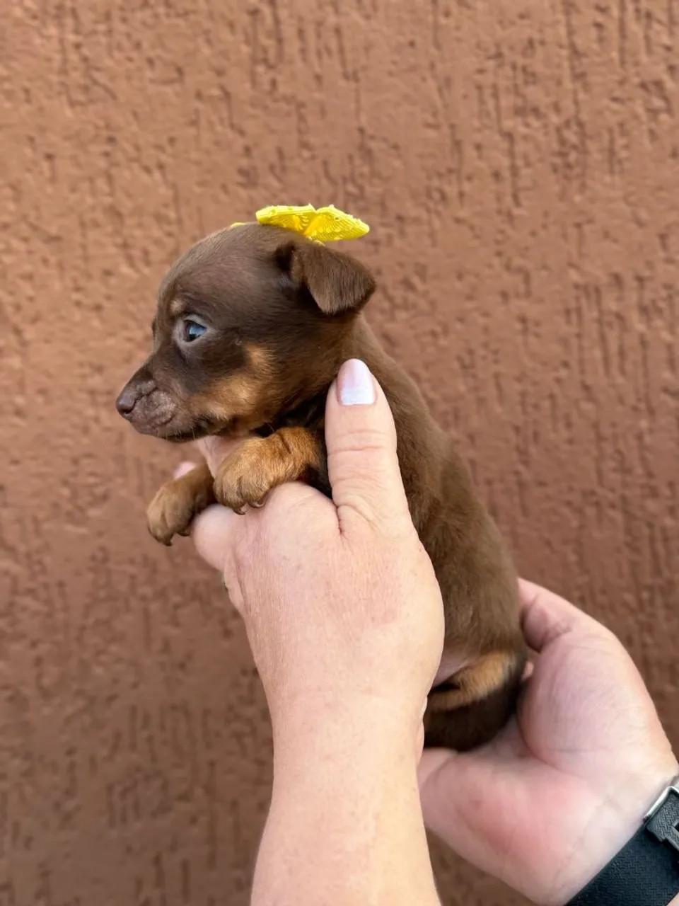 Linda fêmea Pinscher Miniatura
