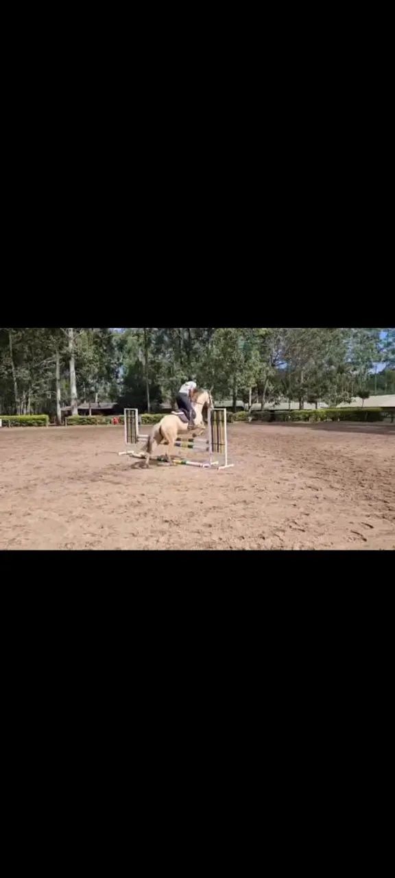 Cavalo para venda de hipismo pra escolinha ou prova.