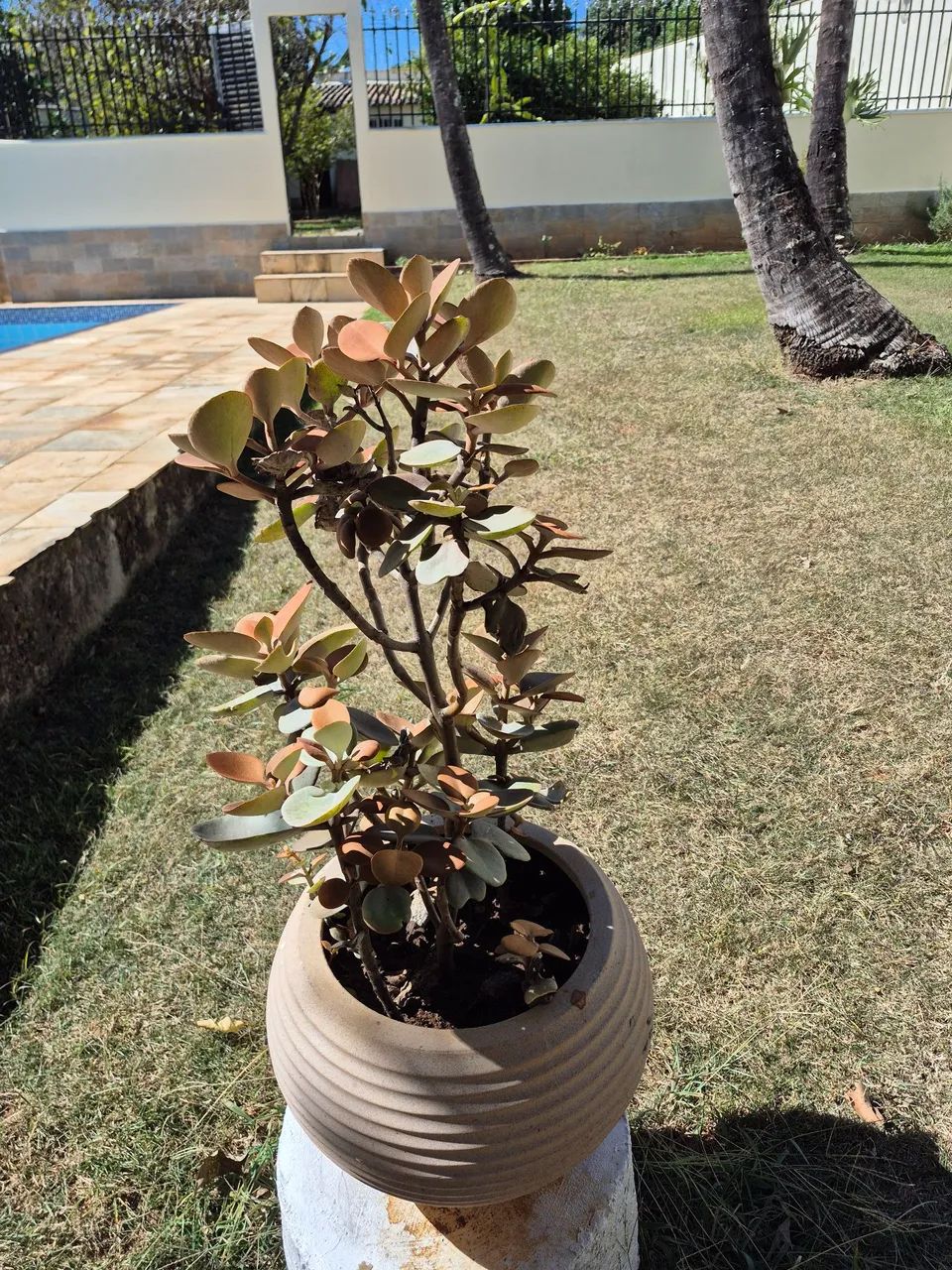 Vaso de planta Colher de Cobre - Foto 2