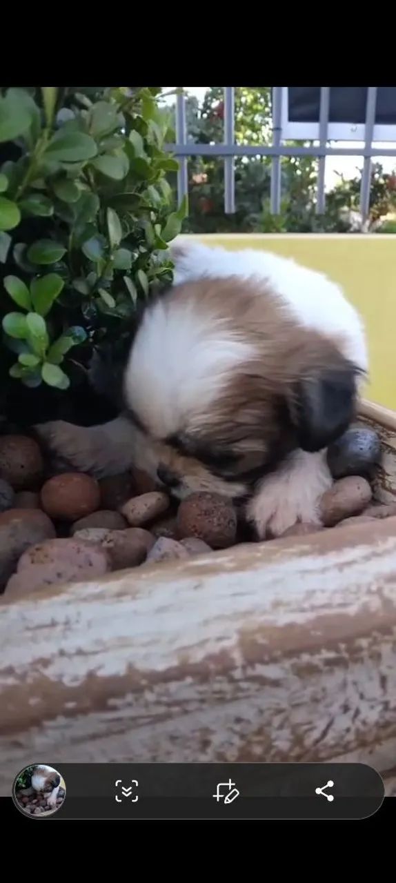 Filhotes machos de shih-tzu  - Foto 2