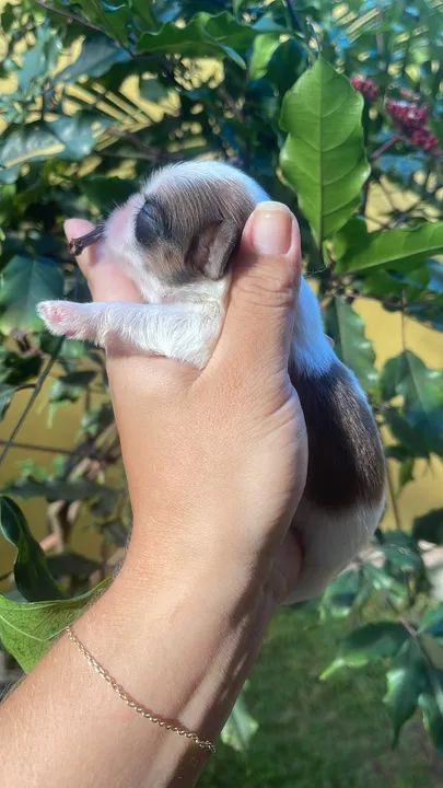 Filhote de shith Zu disponível para reserva  - Foto 3