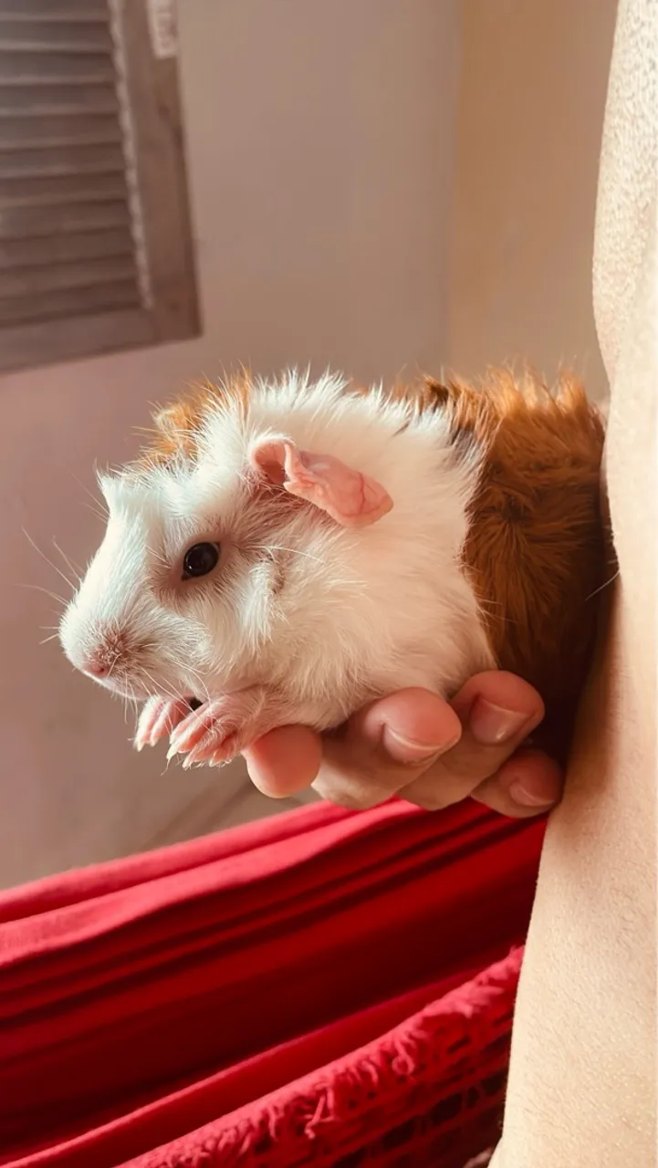 Lindo Porquinho da Índia Tricolor 