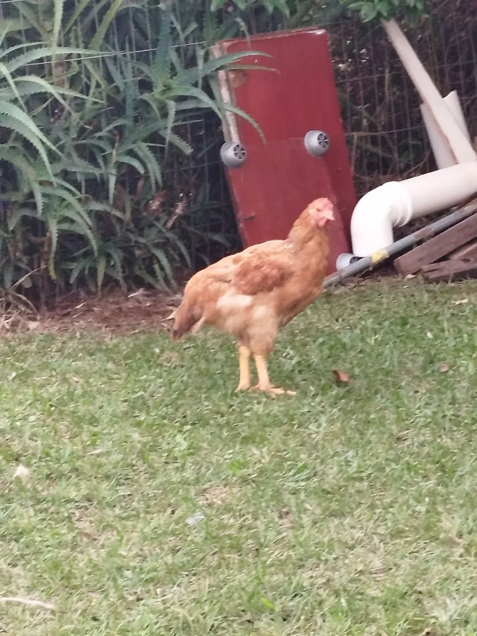 Frango de Isa brow