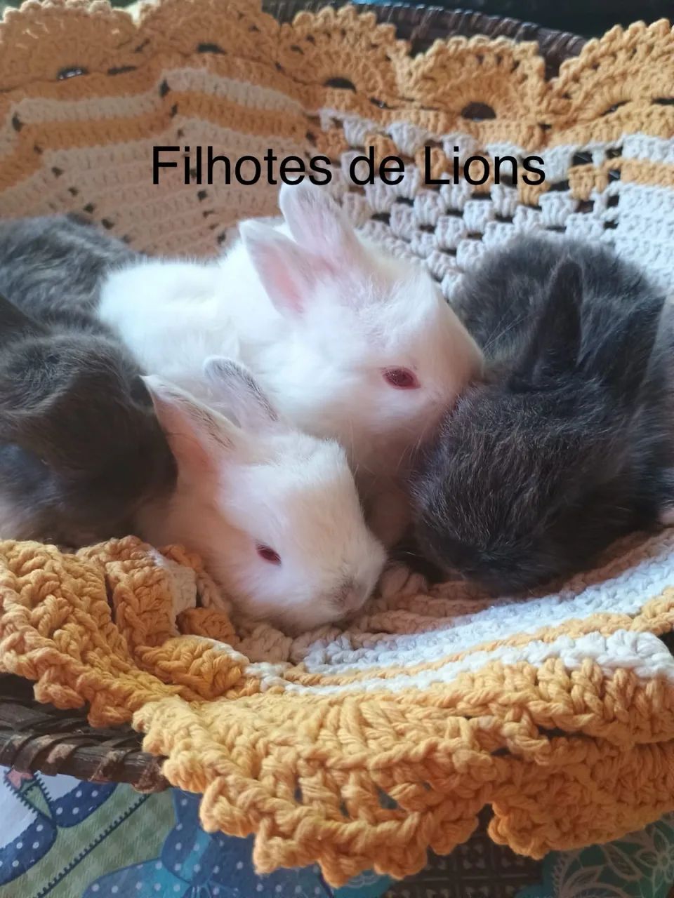 Coelhos - Foto 2