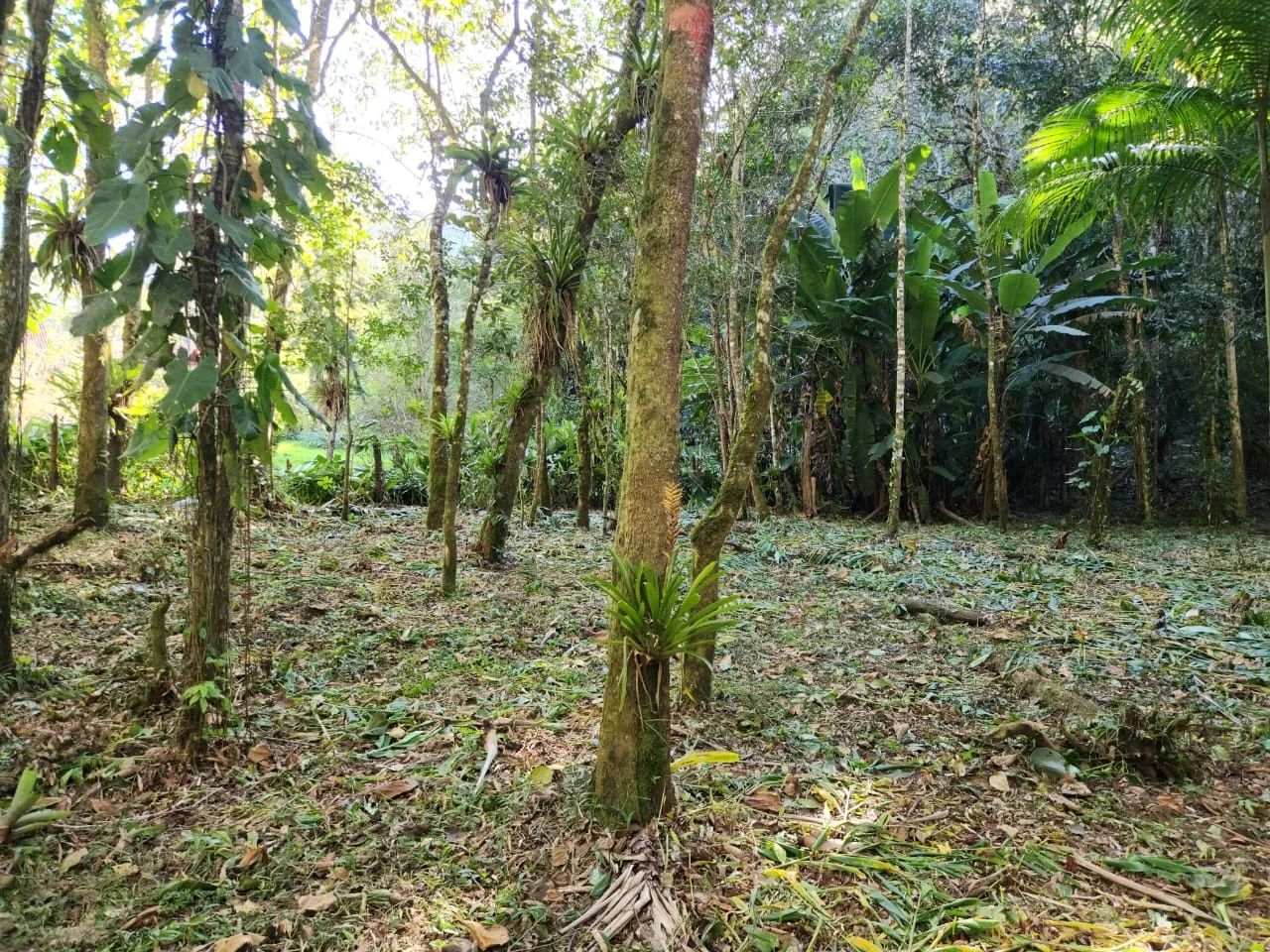 Belíssimo terreno com grande parte plana no Vale do Pavão, com córrego ao fundo, em meio à