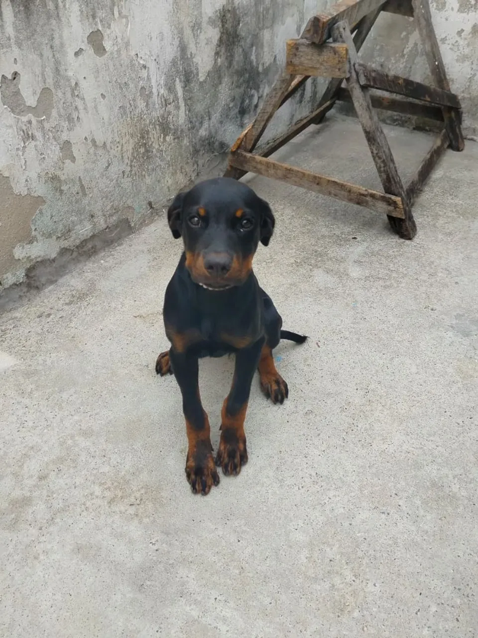 Filhote de rottweiler para adoção