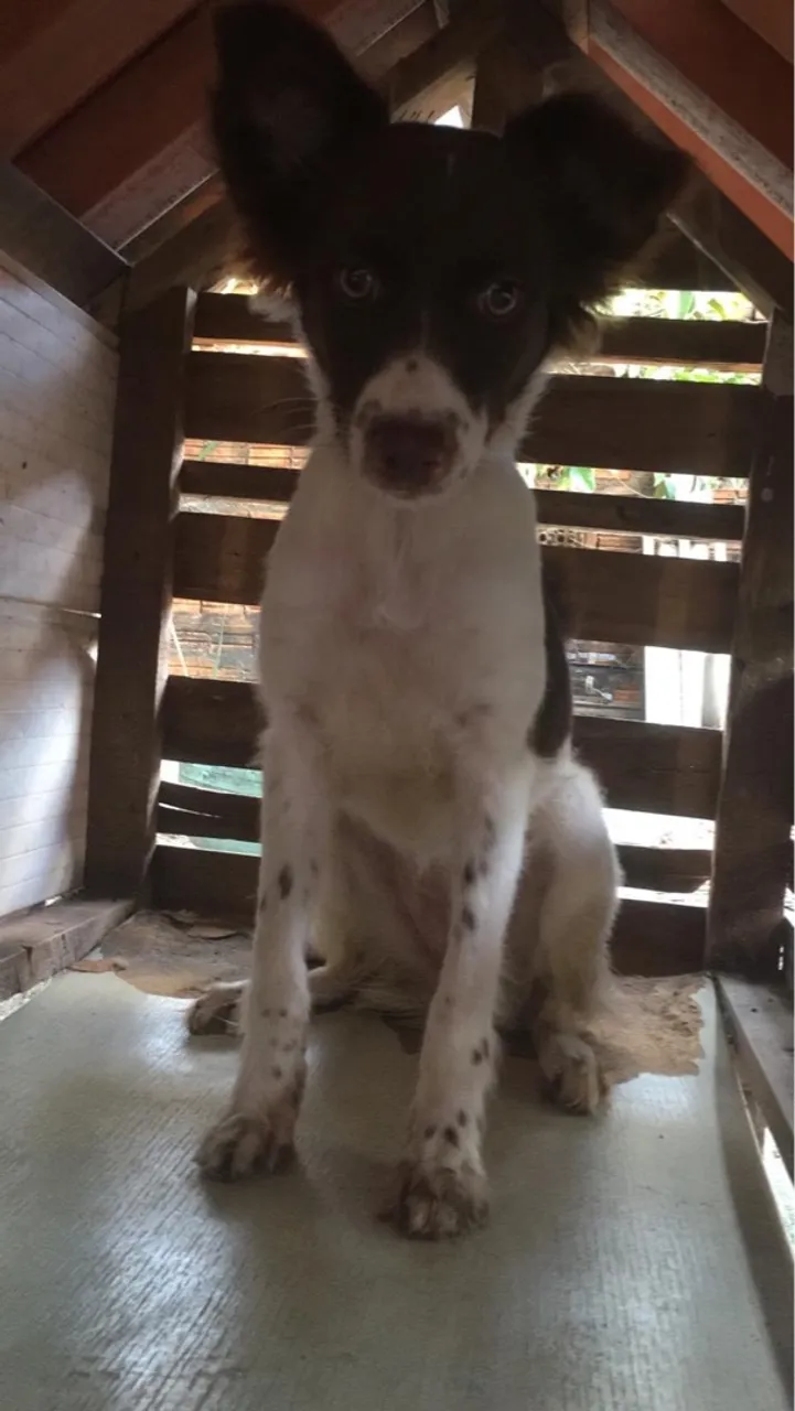 Doacao de cachorra
