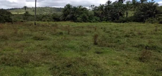 Vende-se fazenda em Catú/Ba com 313 tarefas para agricultura ou pecuária. - Foto 2