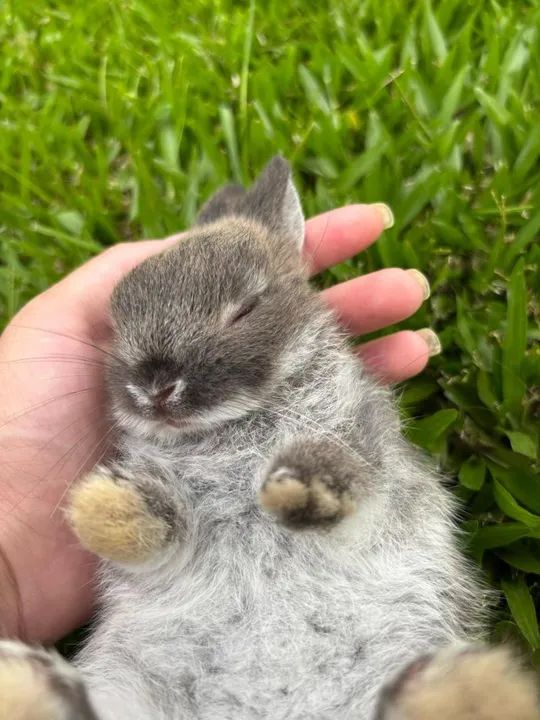 Filhote de mini coelho Netherland - Foto 5