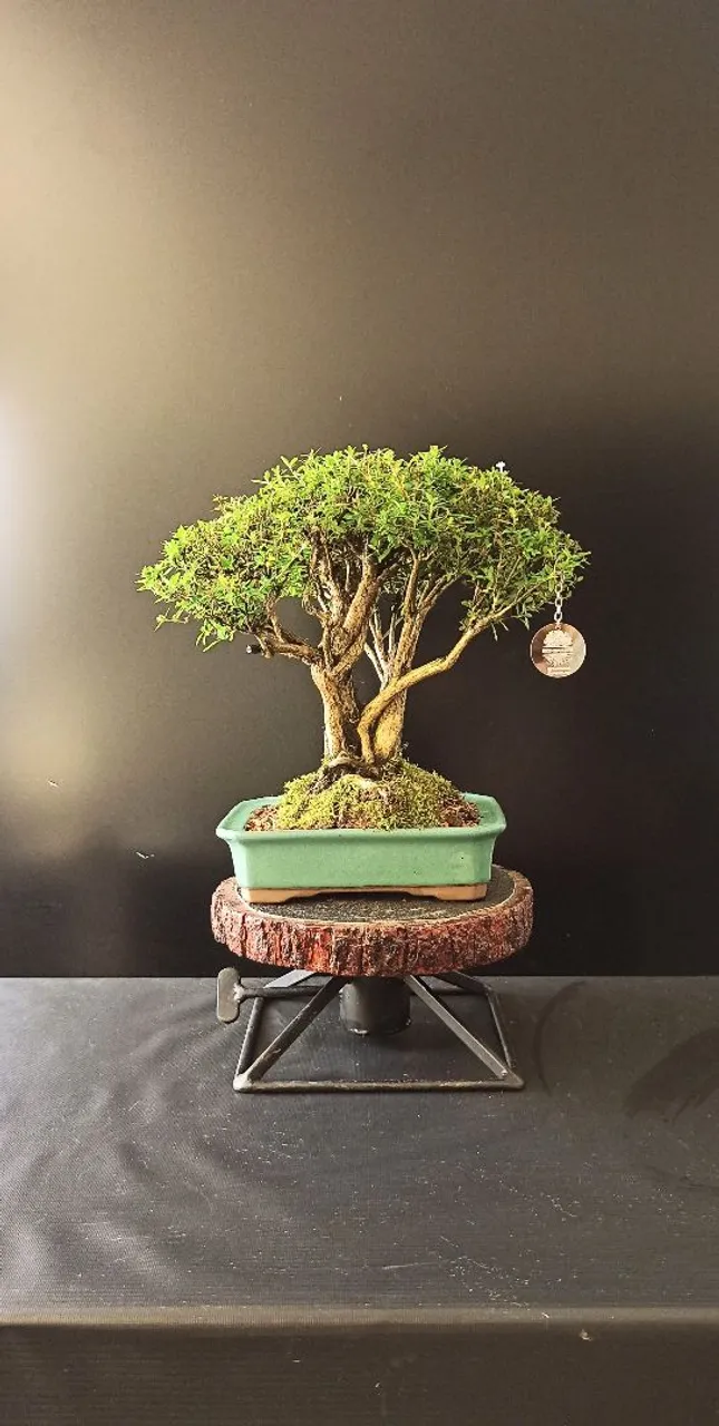 Bonsai Serissa Chinesa 14 anos - Árvore em miniatura
