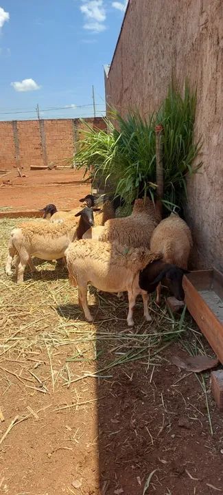 Cordeiro dorper  - Foto 2