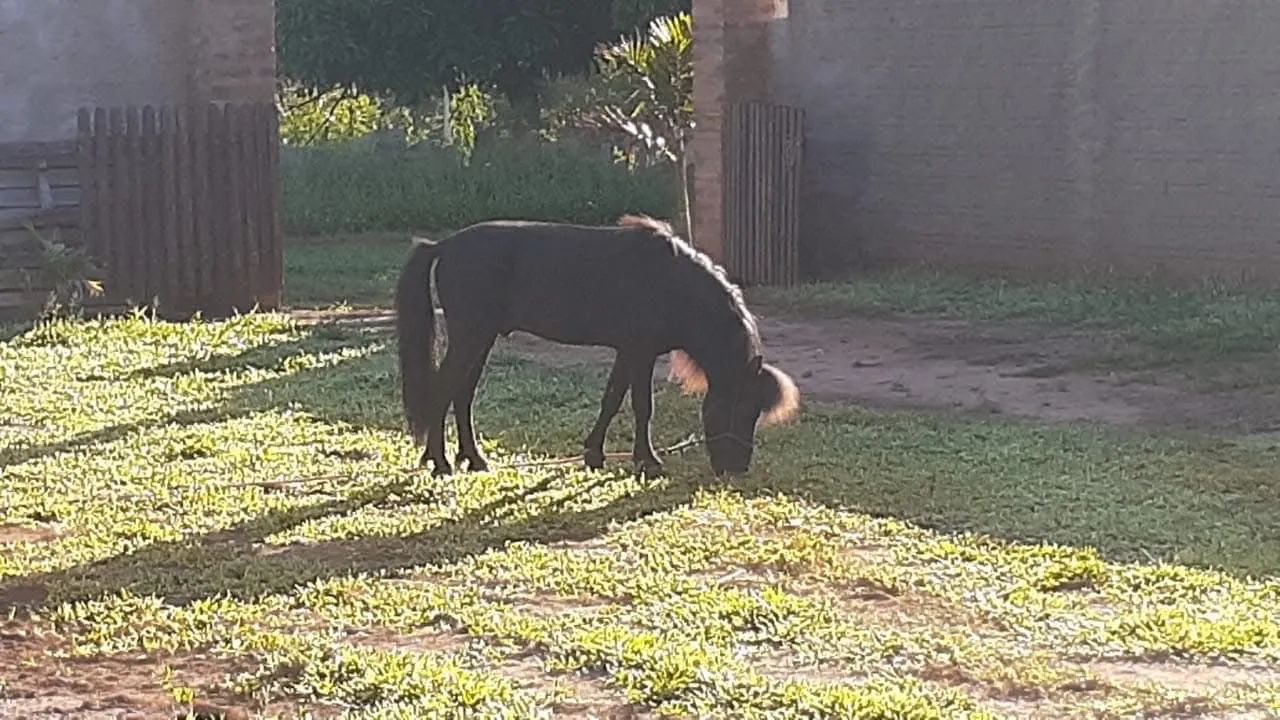 Mini pônei fêmea  - Foto 3