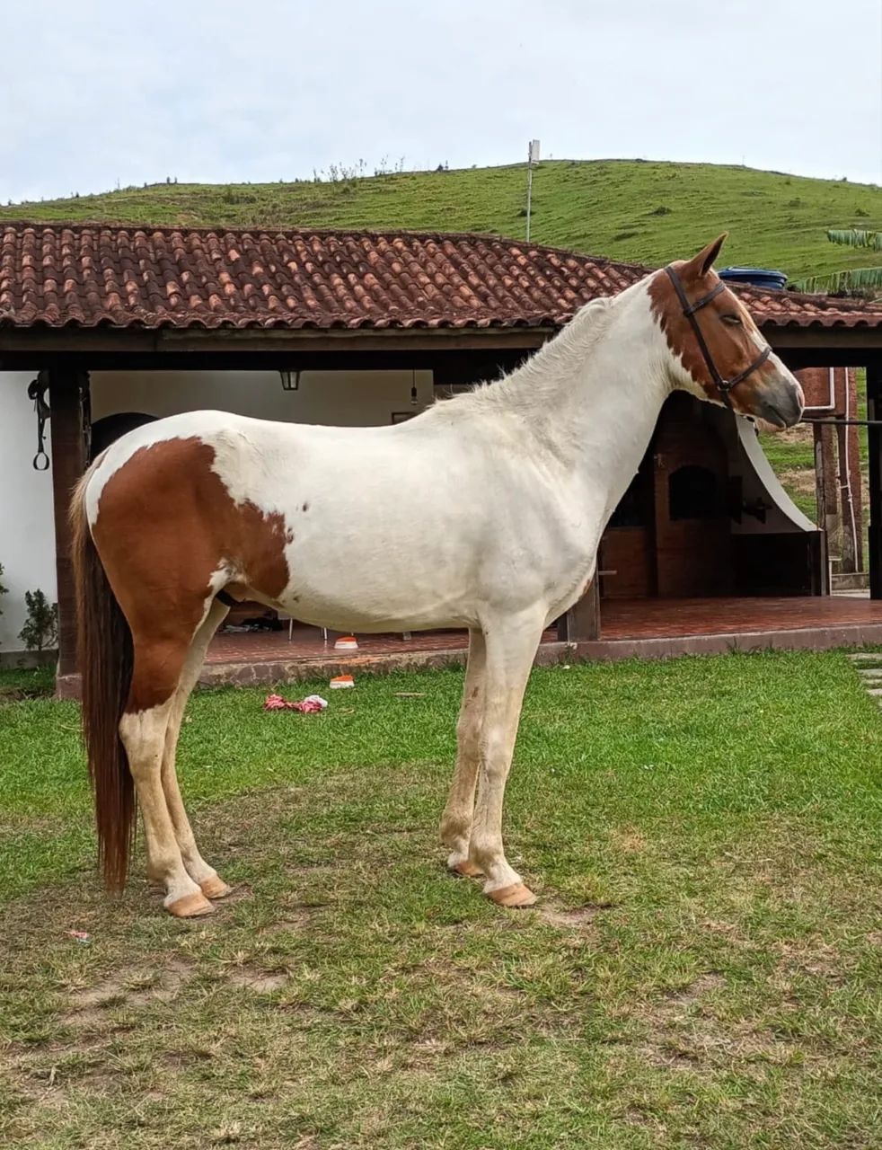 Cavalo castrado marcha batida