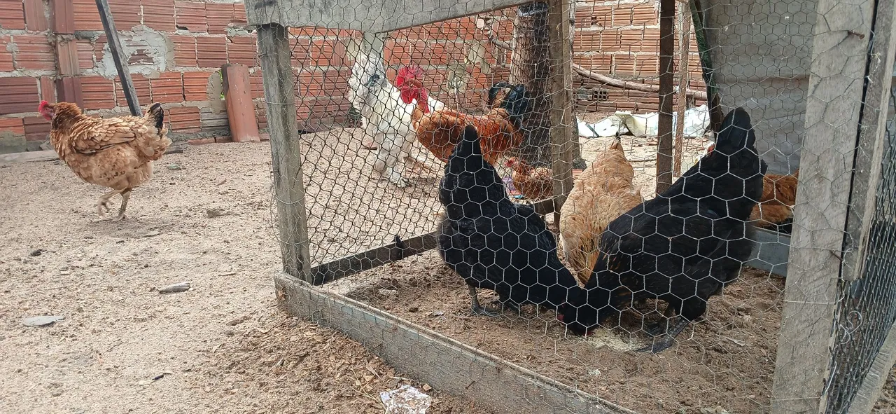 VENDO UM GALO BRAHMA UM PESCOÇO PELADA E QUATRO GALINHAS JÁ NA POSTURA