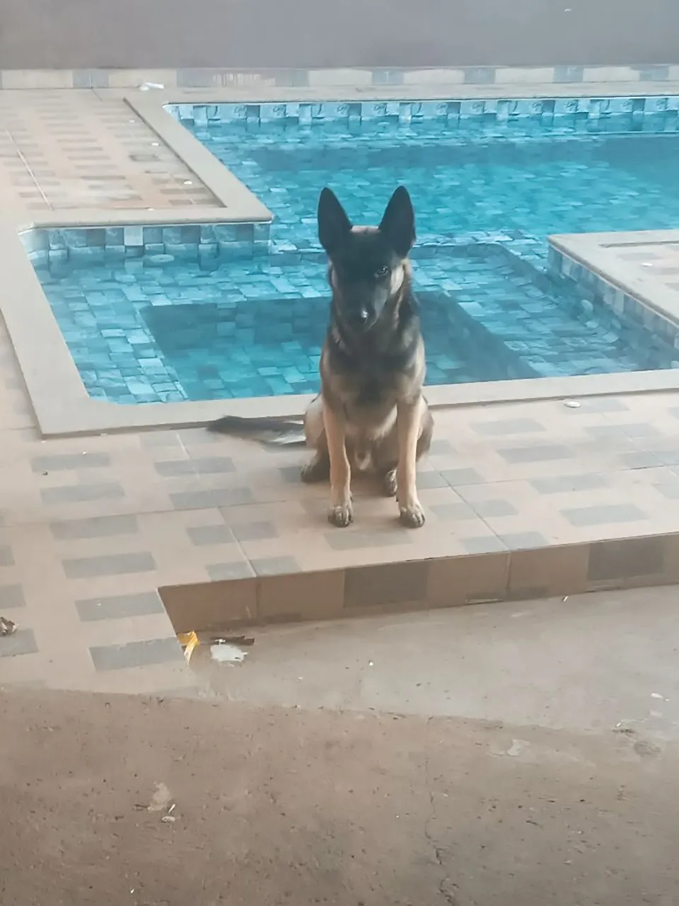 Vendo Pastor Alemão com 8 meses